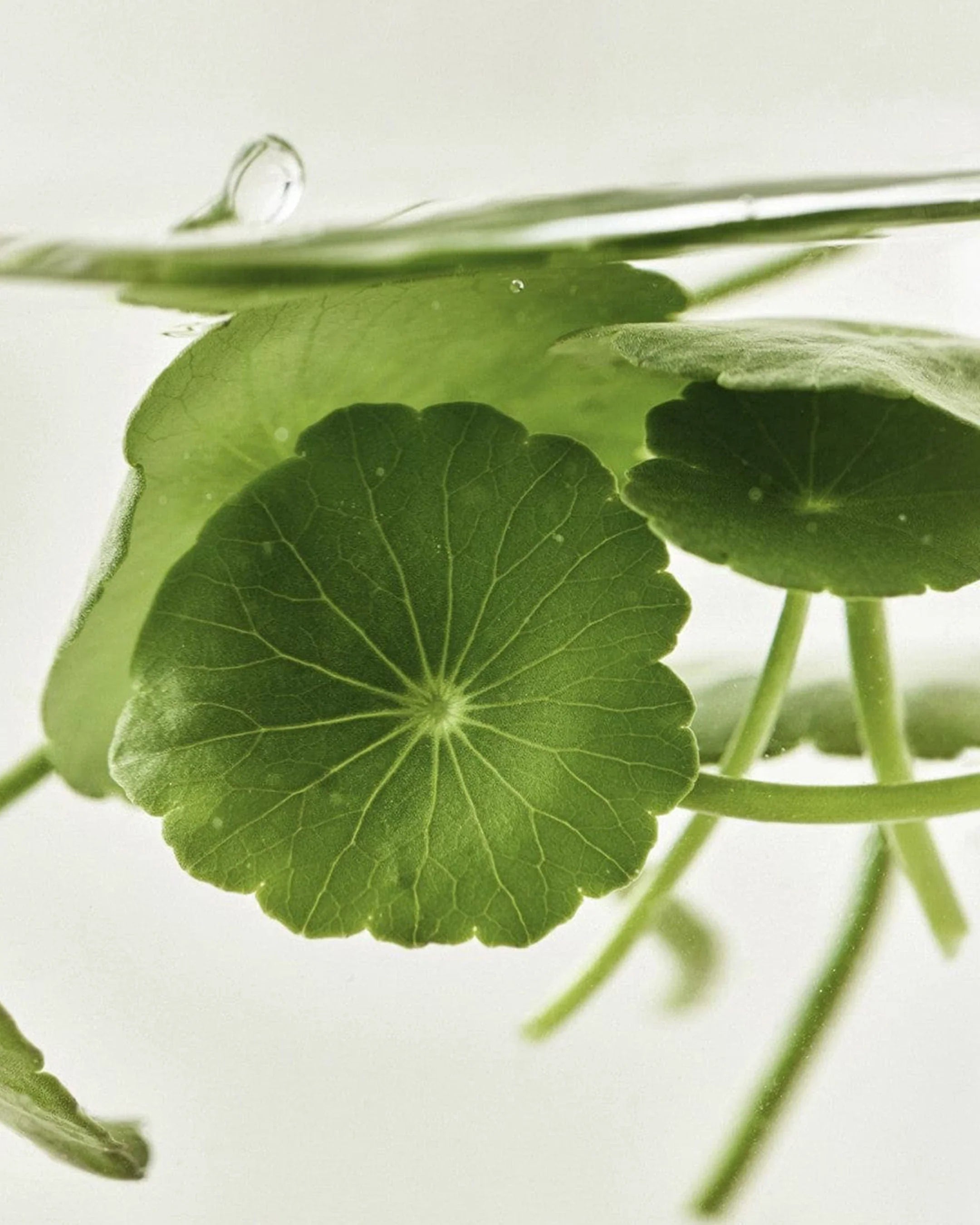 Light On Serum : Centella + Vita C.