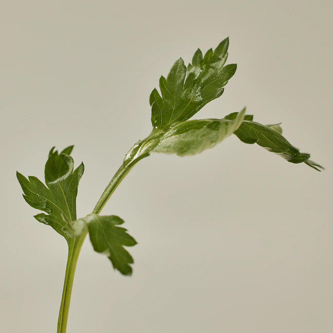 Matte Sun Stick : Mugwort+Camelia SPF50 PA++++.